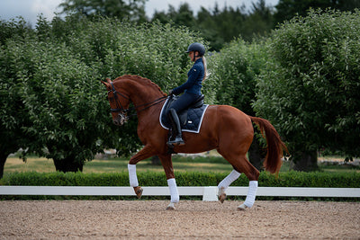 Alt du skal vide om dressur