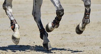 Gamacher & Bandager - HesteHuset Husted