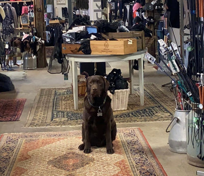 Hundefoder & Tilbehør