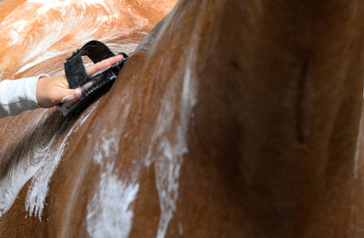 Grooming - HesteHuset Husted