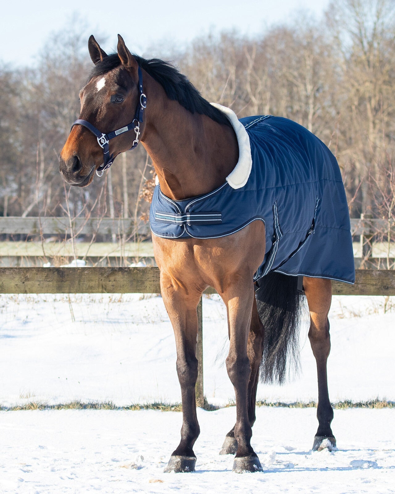 Stald/ Walker/ Ride Dækken 200g - Navy-QHP