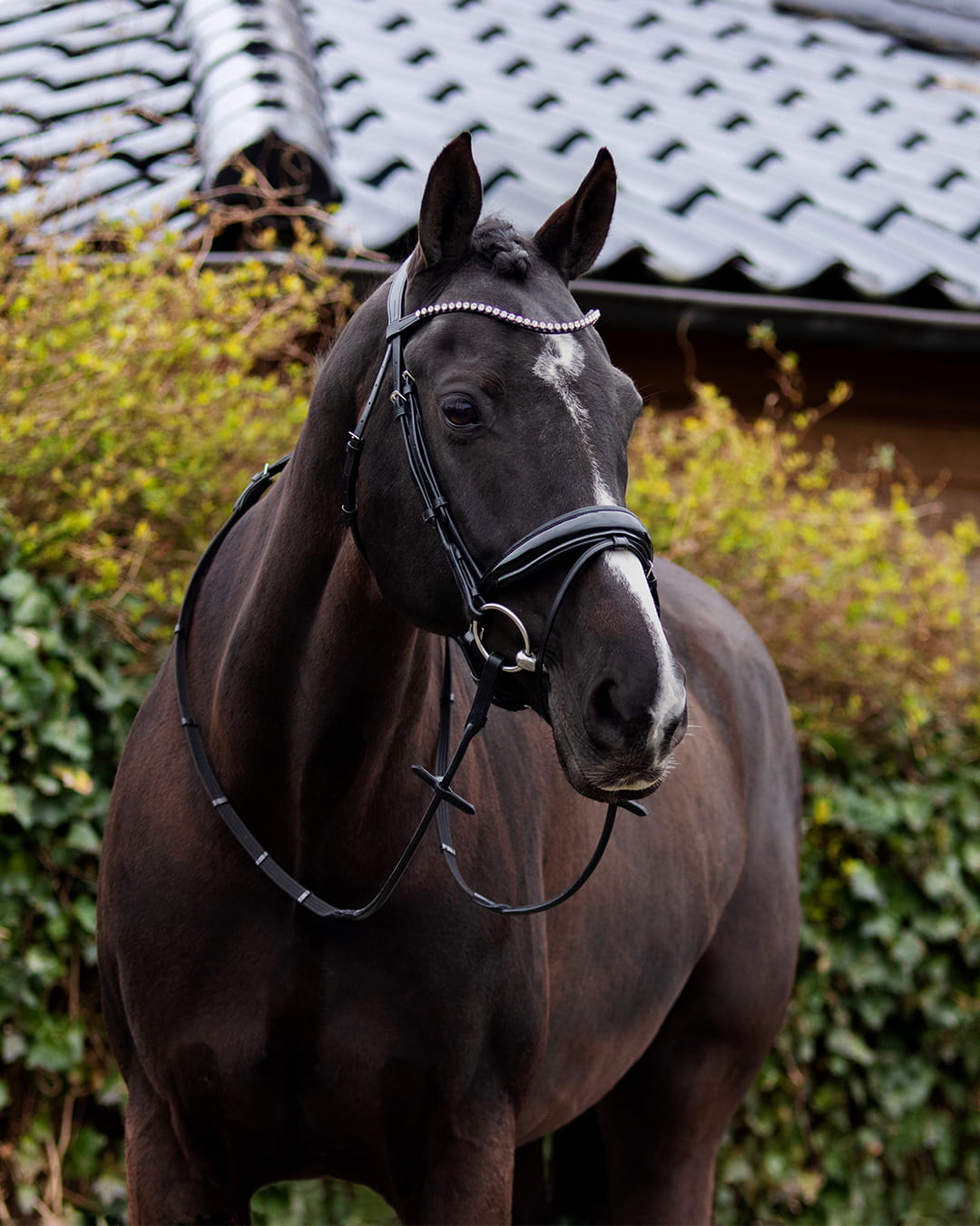 Nehza Trense - Black/Black-QHP